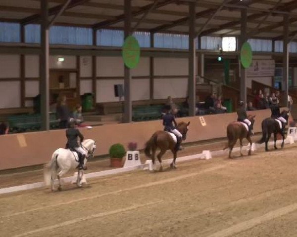 dressage horse Casper 276 (German Riding Pony, 2001, from Corrado 31)