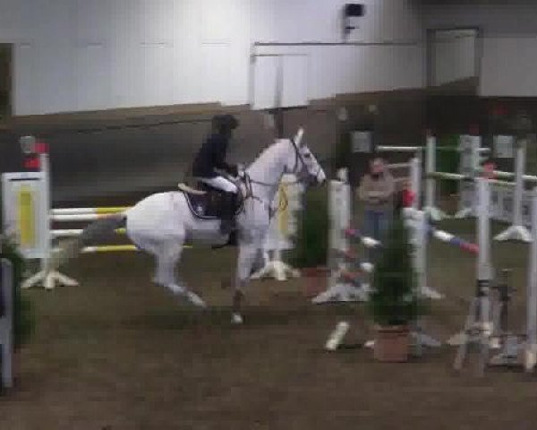 Springhest Pia (ukendt, 2003, fra Niveau)