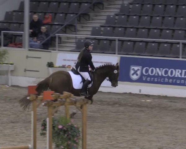 Dressurpferd Sandy 515 (Deutsches Reitpony, 2005, von Nitendo)