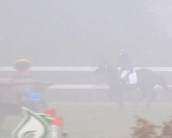 broodmare Rosanna 55 (Oldenburg, 2005, from Dormello)