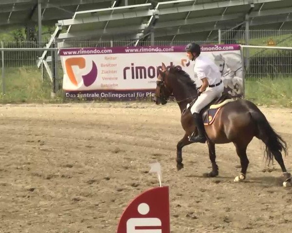 jumper Lord Lennox V (Oldenburg, 2004, from Lord Pezi) jumper Lord Lennox V (Oldenburg, 2004, from Lord Pezi)