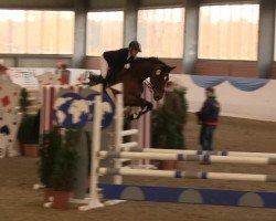 Springpferd Quidam's Diamond 2 (Oldenburger, 2004, von Quidam's Rubin)