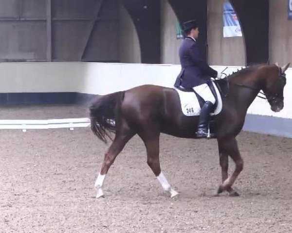 dressage horse Samba Royal 2 (Oldenburg, 2006, from Samba Hit I) dressage horse Samba Royal 2 (Oldenburg, 2006, from Samba Hit I)