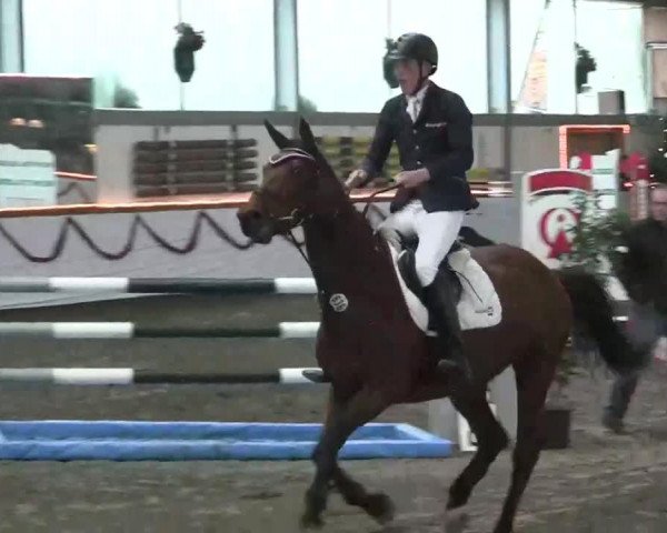 Zuchtstute Quintania (Oldenburger, 2004, von Quidam's Rubin)