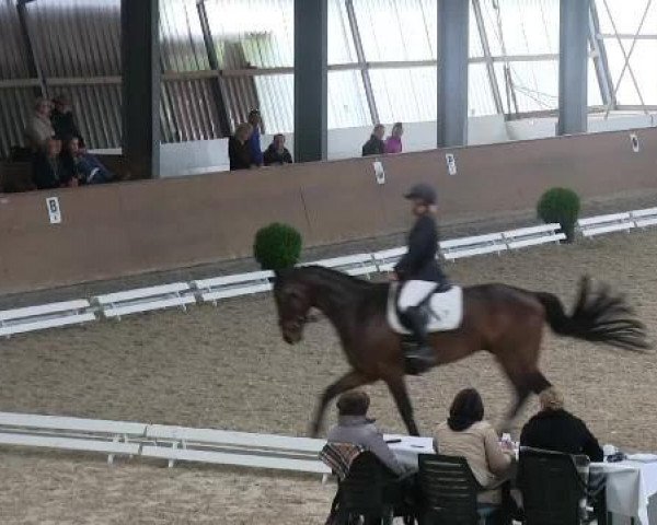 dressage horse Ricardo S (Oldenburg, 2003, from Radiator)