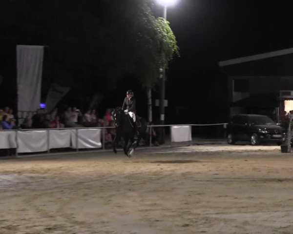 Dressurpferd Charmeur 315 (Oldenburger, 2000, von Curacao I)