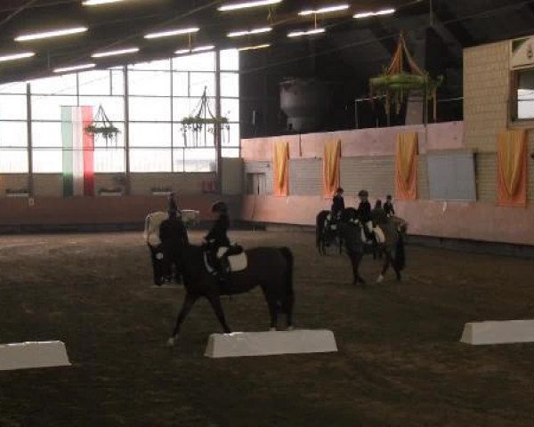 dressage horse Darija Mae (Oldenburg, 2002, from Depardieu 11)