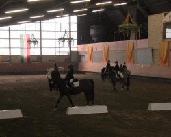 dressage horse Darija Mae (Oldenburg, 2002, from Depardieu 11)