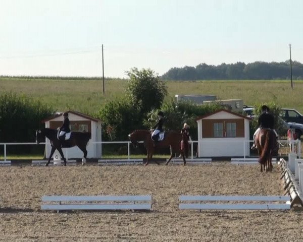 dressage horse Raphaela 117 (Oldenburg, 2002, from Rohdiamant)