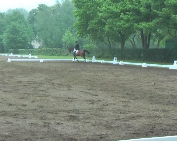 Dressurpferd Nadia Letizia (Oldenburger, 2002, von Larius)