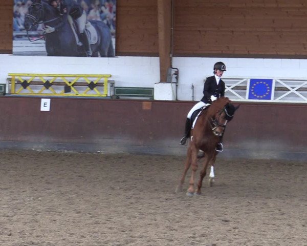 Reitturnier Buchholz in der Nordheide 2021