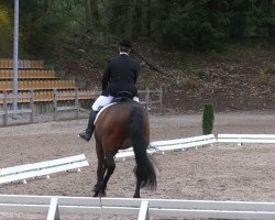 Cavallo Secret Service 5 (Oldenburger, 2006, di Stedinger)