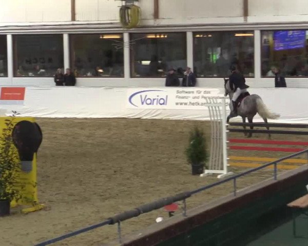 jumper Chaplin Jsr (Oldenburg, 2007, from Clinton H)