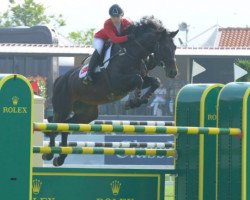 stallion Chepetto 13 (Holsteiner, 2002, from Contender)