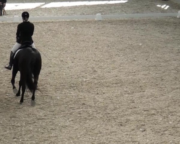 dressage horse Sun Dreamer (Oldenburg, 2006, from Sunny-Boy)
