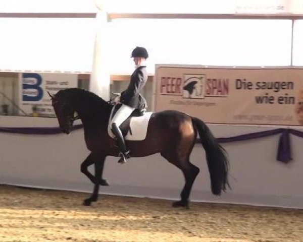 dressage horse Special Quality K (Oldenburg, 2007, from Sandro Hit)