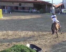jumper Acoruno (Oldenburg, 2005, from Abke 4)