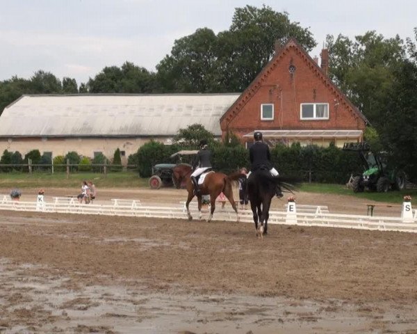 dressage horse Darius 529 (Oldenburg, 2006, from Don Larino 171 FIN)