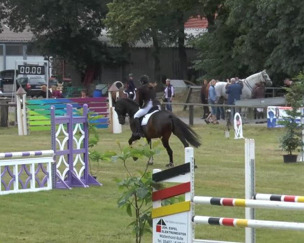 jumper Sir William 41 (Oldenburg, 2000, from Shine On)