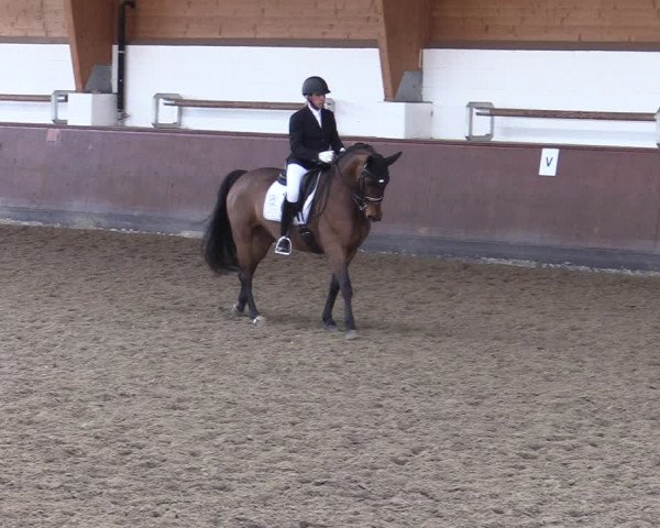 Reitturnier Buchholz in der Nordheide 2021