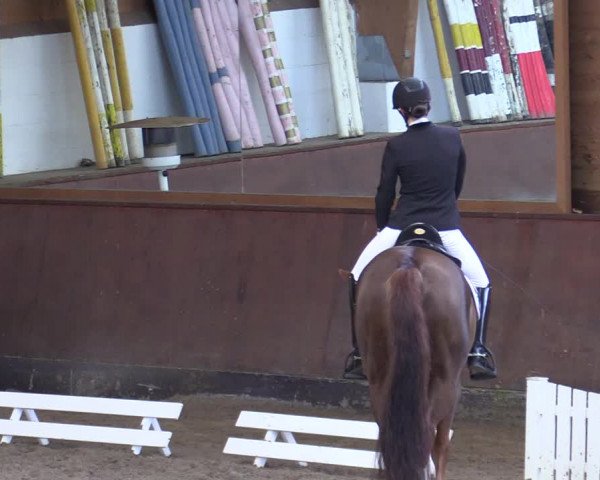 Reitturnier Buchholz in der Nordheide 2021