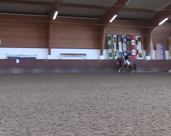Reitturnier Buchholz in der Nordheide 2021