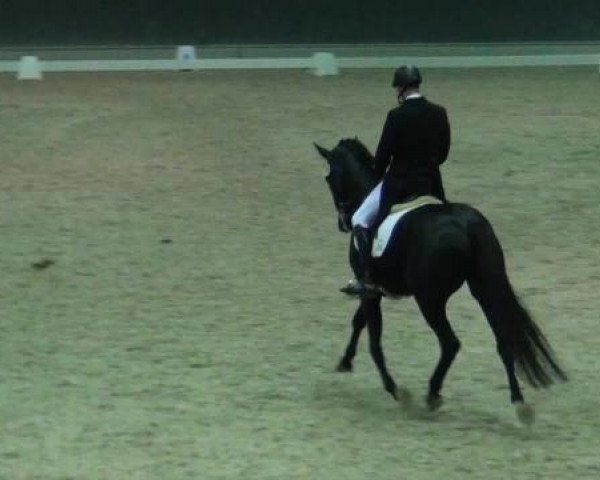 dressage horse Savoy Rubin (Oldenburg, 2005, from Sir Donnerhall I)