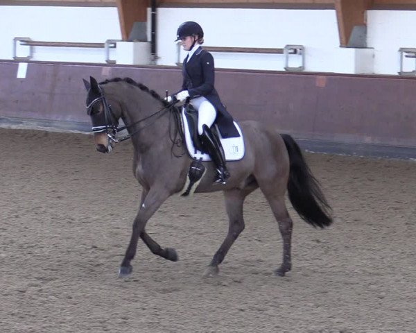 Reitturnier Buchholz in der Nordheide 2021