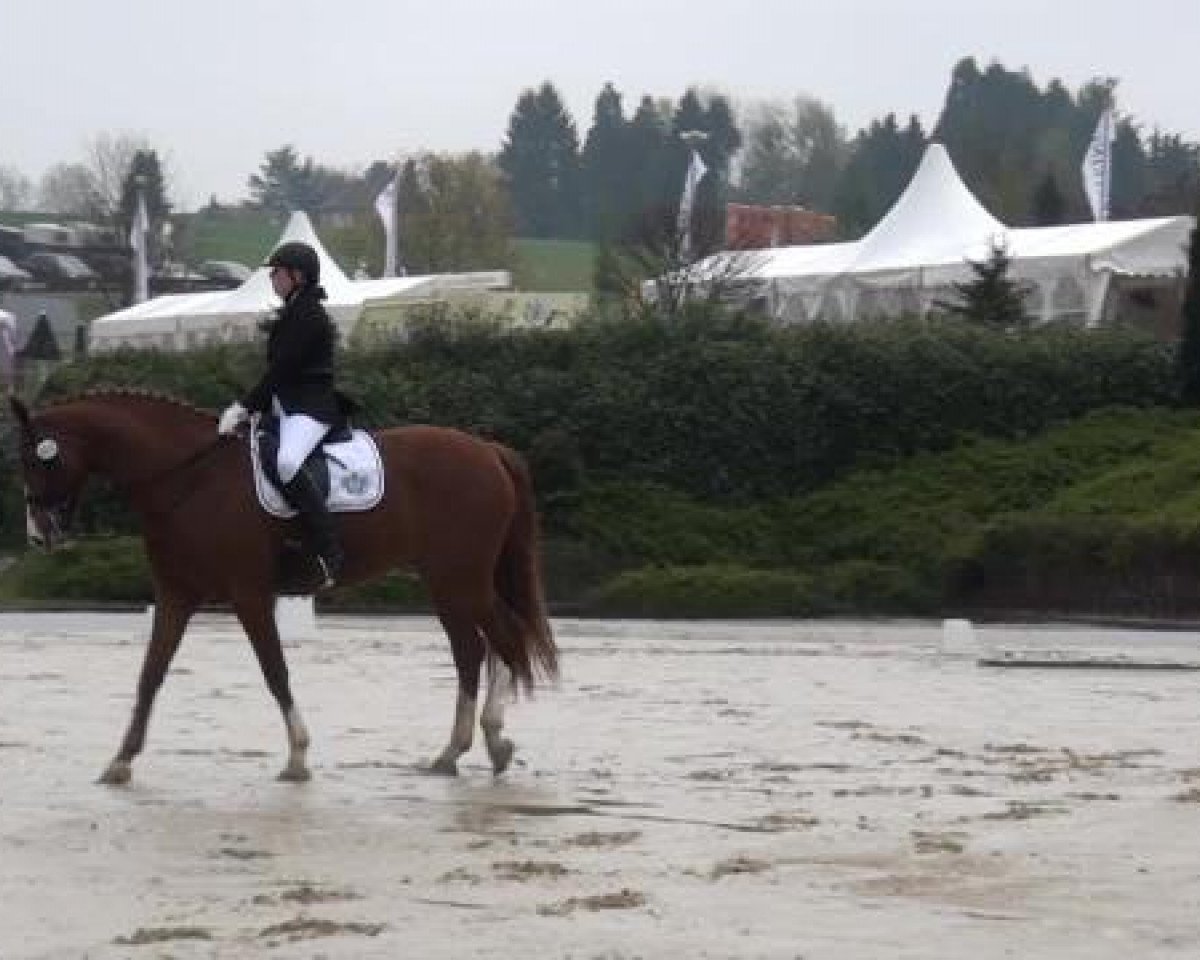 dressage horse Kaika's Krack (Oldenburg, 2007, from Kaiser Karl)