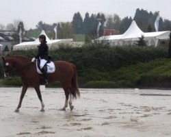 dressage horse Kaika's Krack (Oldenburg, 2007, from Kaiser Karl)