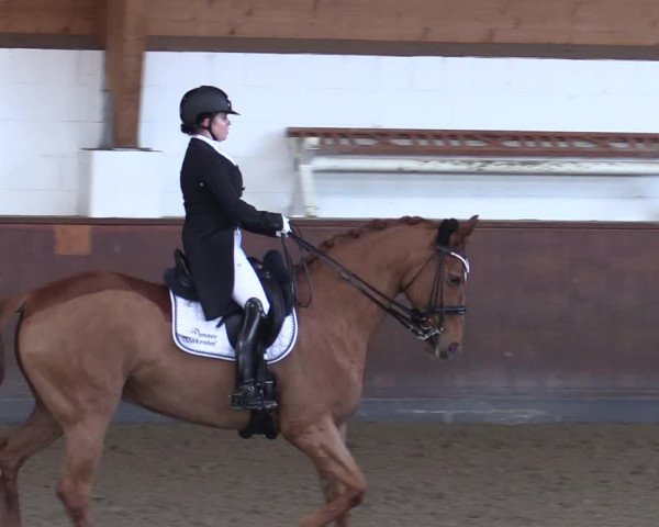 Reitturnier Buchholz in der Nordheide 2021
