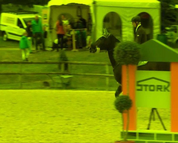 Springpferd Conveni's Chapeau (Oldenburger, 2006, von Carry Gold) Springpferd Conveni's Chapeau (Oldenburger, 2006, von Carry Gold)