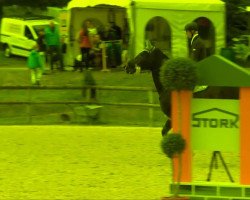 jumper Conveni's Chapeau (Oldenburg, 2006, from Carry Gold)