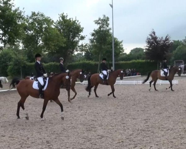 dressage horse Sweet Lady 23 (Oldenburg, 2000, from Santander H)