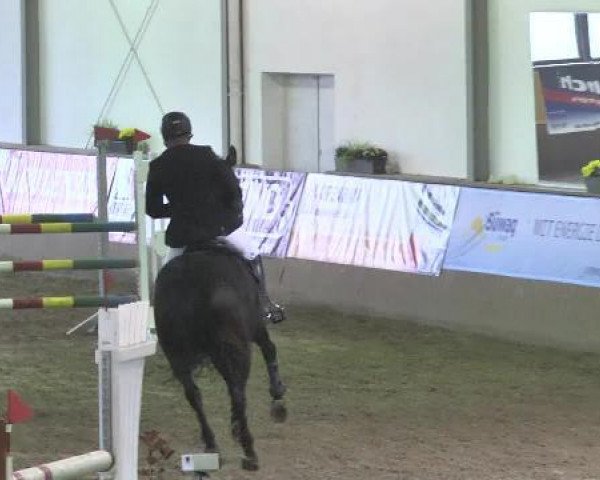 broodmare Solay 2 (Oldenburg, 2005, from Stedinger)