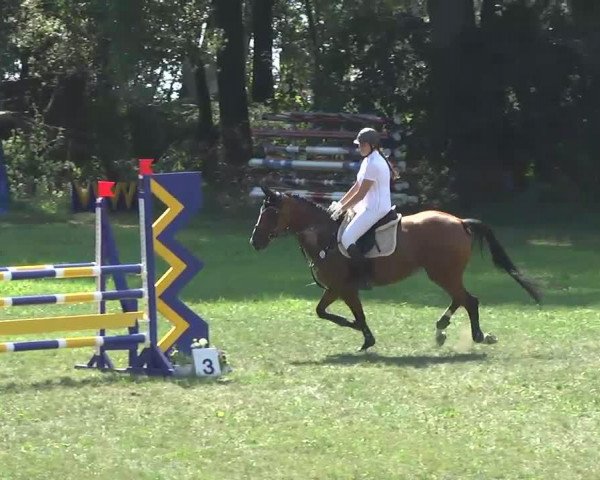 jumper Louisiana 133 (Oldenburg, 2001, from Likoto xx) jumper Louisiana 133 (Oldenburg, 2001, from Likoto xx)