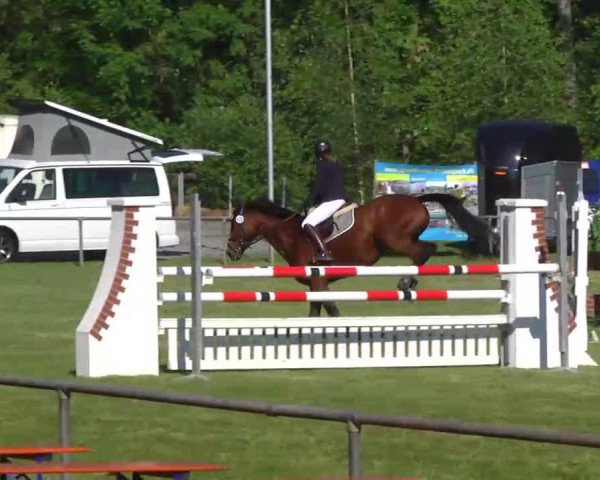 jumper Leonardo 706 (Oldenburg, 2002, from Landor S)