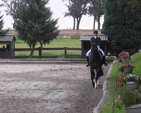 dressage horse Dragon Dancer (Oldenburg, 2001, from De Niro) dressage horse Dragon Dancer (Oldenburg, 2001, from De Niro)