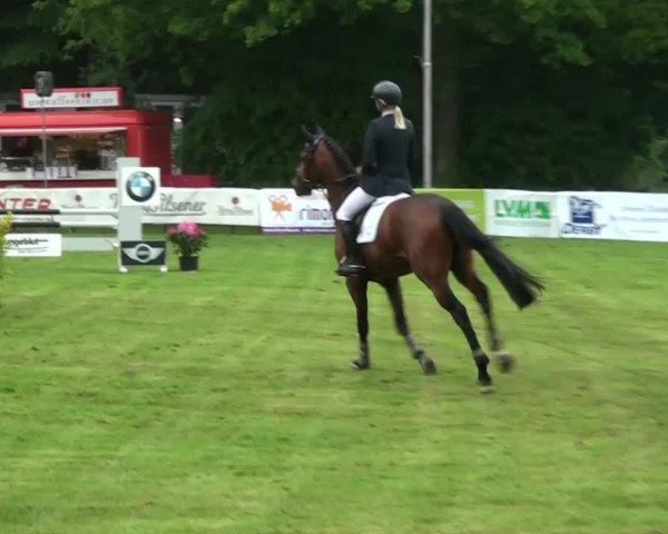 horse Anthony 100 (Oldenburg, 2007, from Argentinus)