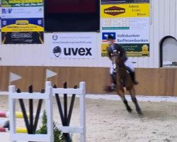 jumper Lordani 2 (Oldenburg, 2003, from Lordanos)