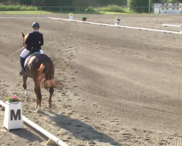 dressage horse Desperados 43 (Oldenburg, 2005, from Dr Doolittle 45)