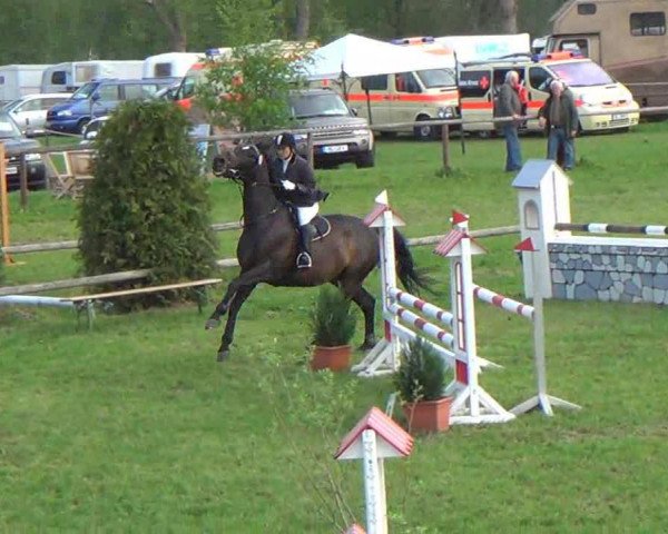broodmare Aysha D (Oldenburg, 2002, from Napoleon Quatre)