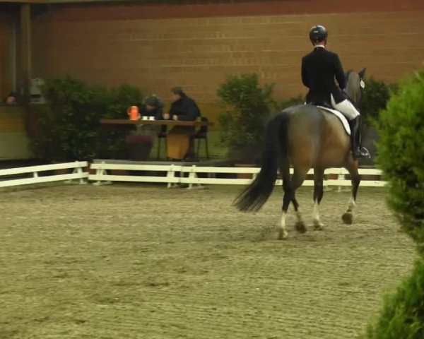 dressage horse Roberto 59 (Oldenburg, 2003, from Rosario 37)