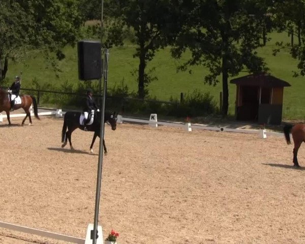 dressage horse Dimension 9 (Oldenburg, 2002, from Don Larino 171 FIN)