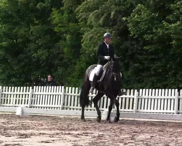 dressage horse Simply Black 3 (Oldenburg, 2006, from Sunny-Boy)