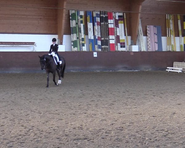 Reitturnier Buchholz in der Nordheide 2021