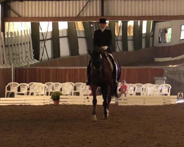 dressage horse Highlight 123 (Hanoverian, 2005, from High Spirits)