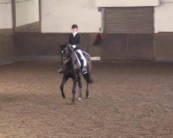 dressage horse Days at Sea (Hanoverian, 2004, from Dacaprio)