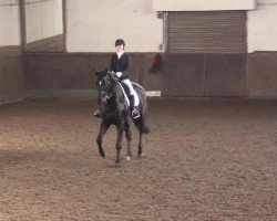dressage horse Days at Sea (Hanoverian, 2004, from Dacaprio)