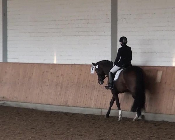 Dressurpferd Dream of Fly S (Hannoveraner, 2006, von Diamond Hit)